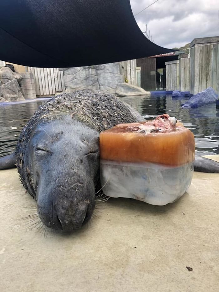 Adorable Seal was surprised with a giant ice fish cake for his 31st birthday and loved it