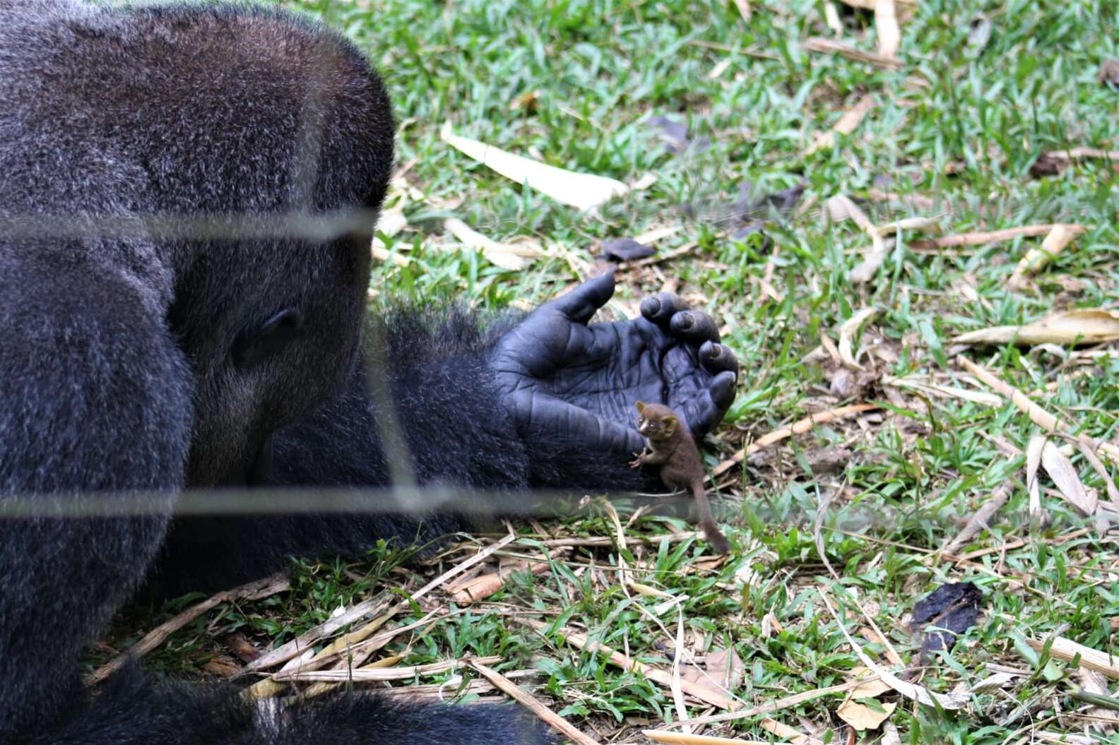 The gentle gorilla discovers the tiniest new friend in the jungle.