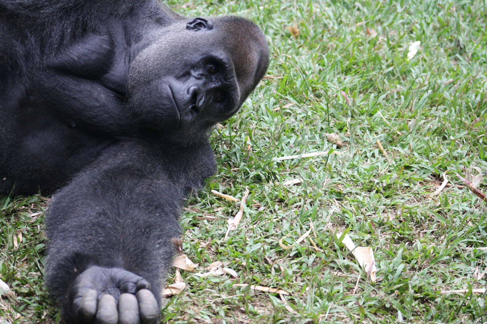 The gentle gorilla discovers the tiniest new friend in the jungle.