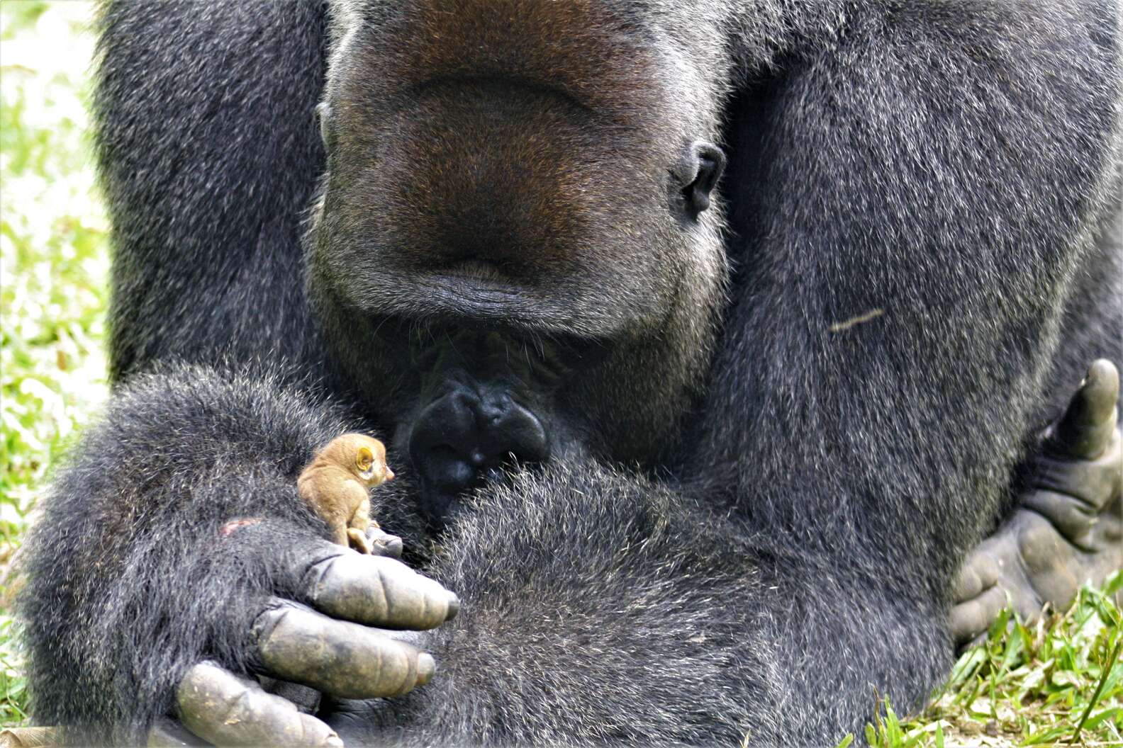 The gentle gorilla discovers the tiniest new friend in the jungle.